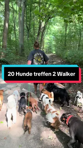 20 Hunde, 2 Walker und ein Dackel!  #rudelfreunde #hund #tipsandtricks #dogwalk #doggo 
