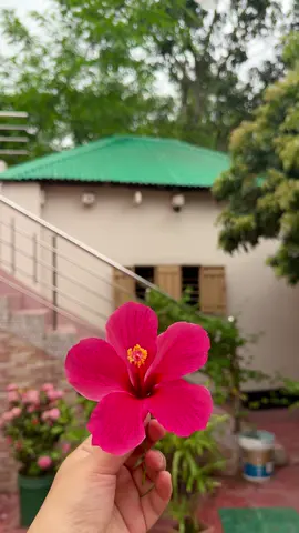 ❤️❤️🕊️🕊️.. . . . . . . . . . . . . . . . . . . . . . #foryoupage #bird #nature #flowers #viralvideo @TikTok Bangladesh @TikTok 