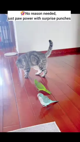 so funny cat & bird videos fyp haha😝😝😝🤣🤣🤣😛😛😛😂😂😂…. #catbird #funny #catsoftiktok #funnycat #unitedstates 