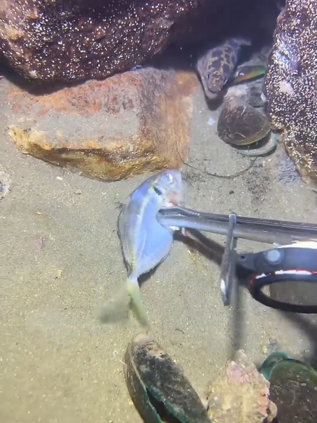 #fishing #deepsea #nemo #eels #diving #crab #lobster #beach #nature #sea