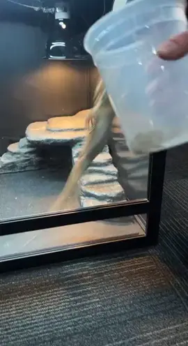 He calmed down once I made his enclosure bioactive 