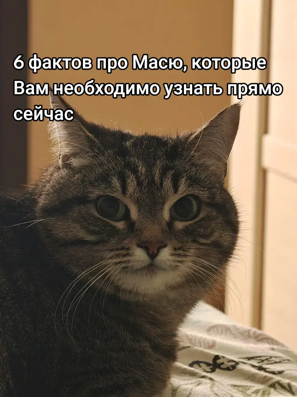 #факты #коты #fytiktok #мася #хихи 