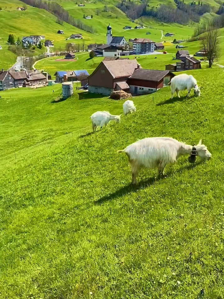 The turquoise waters of Lake Blausee  A cinematic journey through Switzerland #BeautifulWorld #swiss #Exploreswitzerland #TravelTheWorld #switzeland