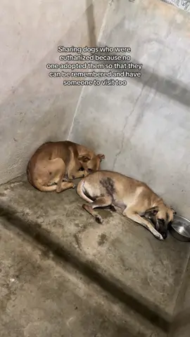 I’m sorry, watching Coco has wrecked me thinking about all the dogs in shelters who aren’t remembered 😭