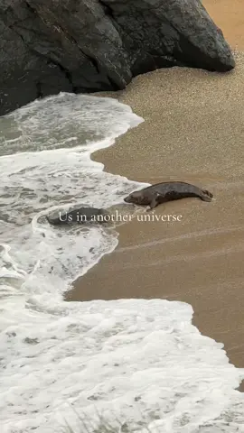 Wild seals spotted near Newquay 🦭🤍 