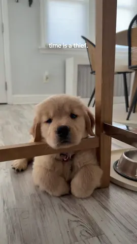 Where did my baby go!!!?? 🥺 #goldenretriever #puppy 
