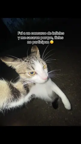 Fui a un concurso de infieles y me sacaron porque, fieles no participan 🙁 #fyp #Viral #gatostiktok #amorgatos #paratiiiiiiiiiiiiiiiiiiiiiiiiiiiiiii 