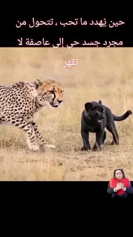 لو ما رجعتش تاني بقلبك ليا هنا