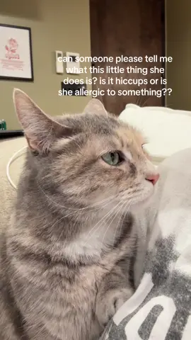 she’s done this for as long as i can remember. it’s kinda cute tho #fyp #catsoftiktok #cathelp #hiccup 