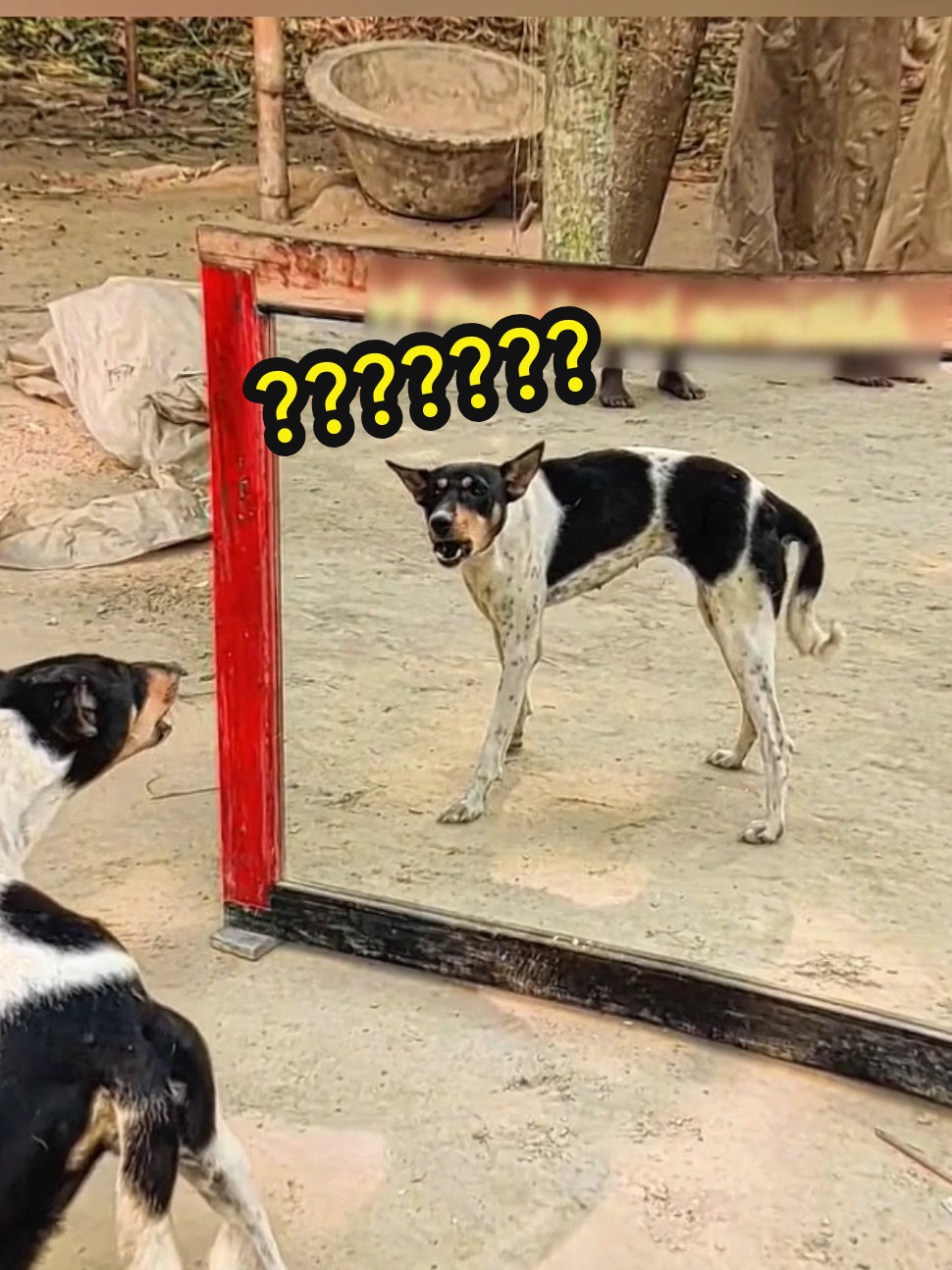 Funny dog mirror prank 🤣 #funnydog #dogmirror #dogs #fyp #foryou 