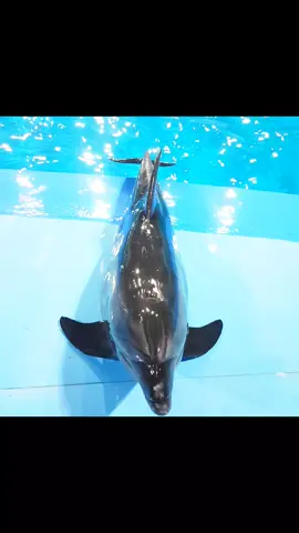 ريكو #ريكو الفنان  ريكو مش راضي يخليني اروح انام😊🐬❤