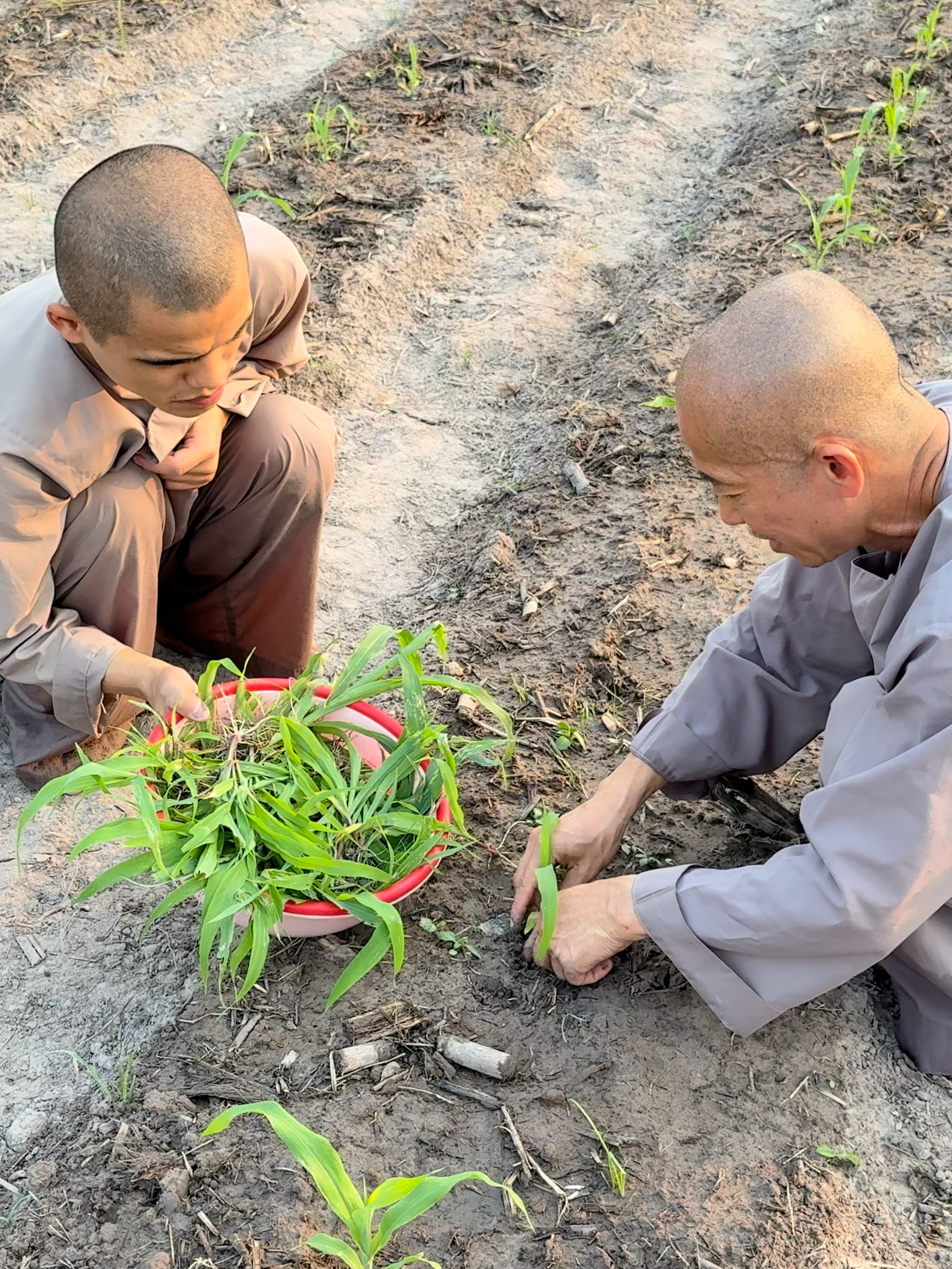 ##ducthaythichmathanh #phatphap #tiktokviral #xuhuongtiktokkk #gardening