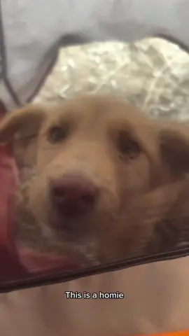 Rozchorowałem się trochę, ale ziomek mnie grzał i dotrzymał towarzystwa ☺️ #pieszozpolskidojaponii #roadtojapan🇯🇵 #uzbekistan #ziomek #fyp 