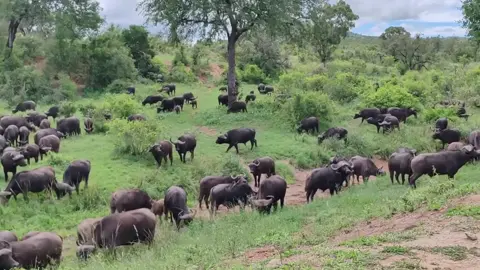 Malamala game reserve africa cape baffalo grazing africa Bushes and trees 🌳 #baffalo #wildlife #animals #viralvideo #foryou 