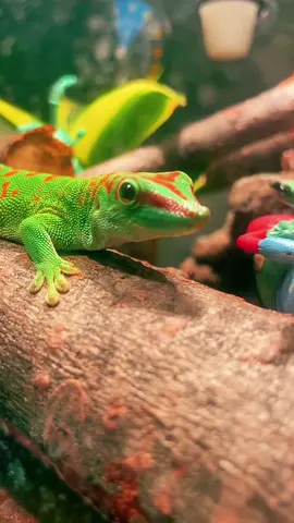 #positivevibes #fyp #lizard #PetsOfTikTok #positivity 