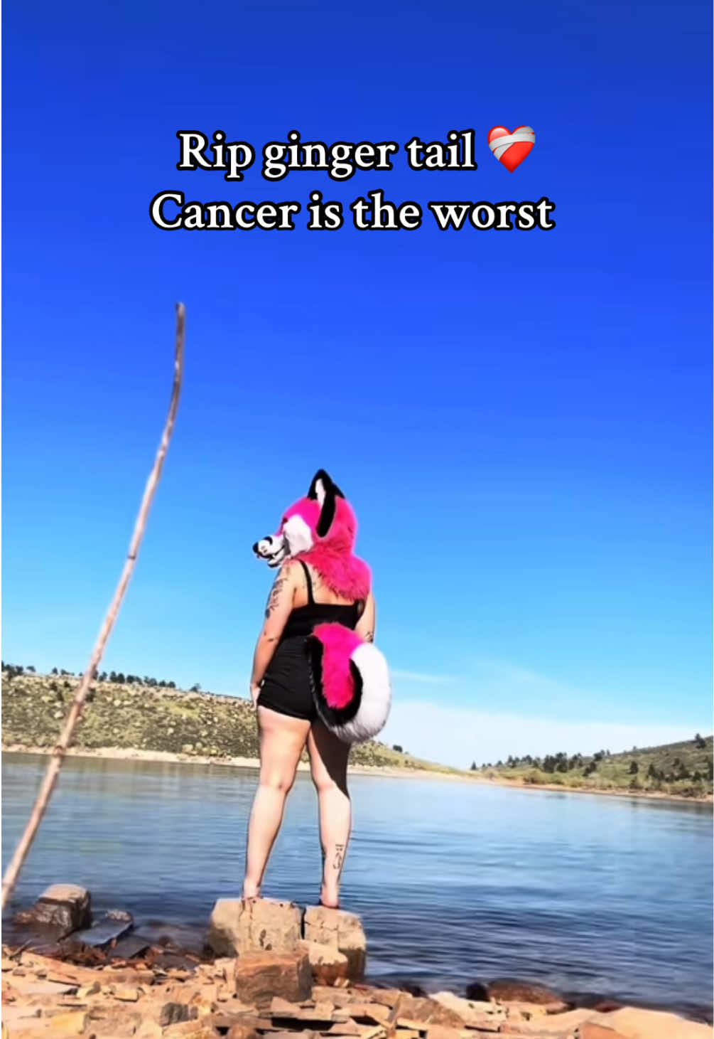 Ginger tail passed on October 7th and I just found out about this, although I didn’t know them personally losing another furry in our community is heart breaking. #loss #cancersucks #gingertail #furryfandom #furry 