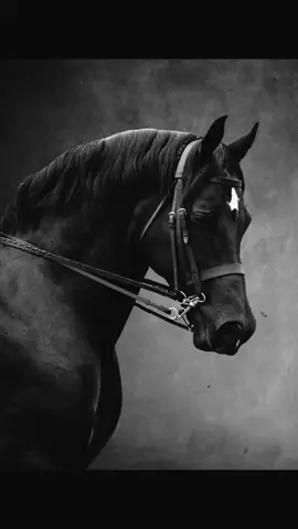 #علم_الحر #الصعيد_يا_دولة #المنيا_اسيوط_سوهاج_قناا_الاقصر_اسوان_ #المنيا_بلدنا🎭 #ابــوجـوده🎖🐺 @علم الحر 