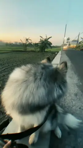 nyore oll✨ #husky #kirek #originaljombangtimoer #kristina #jombang24jam #fyp #masukberanda