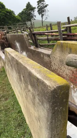 Ng’funa intozami 🛖 @farmlife #SAMA28 #fyp #agriculture #village 