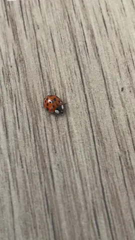 Postando na terça pq sim #fy #fyp #viral #rotina #djennyferkock 