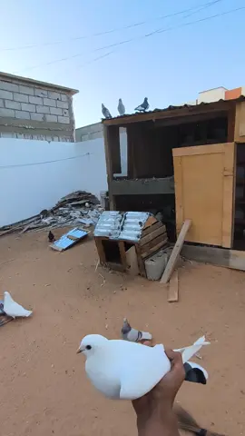 جات عروس جديدة❤️🕊️ #الشعب_الصيني_ماله_حل😂😂 #fyp #mauritanie🇲🇷nouakchott #pigeon #الحمام 