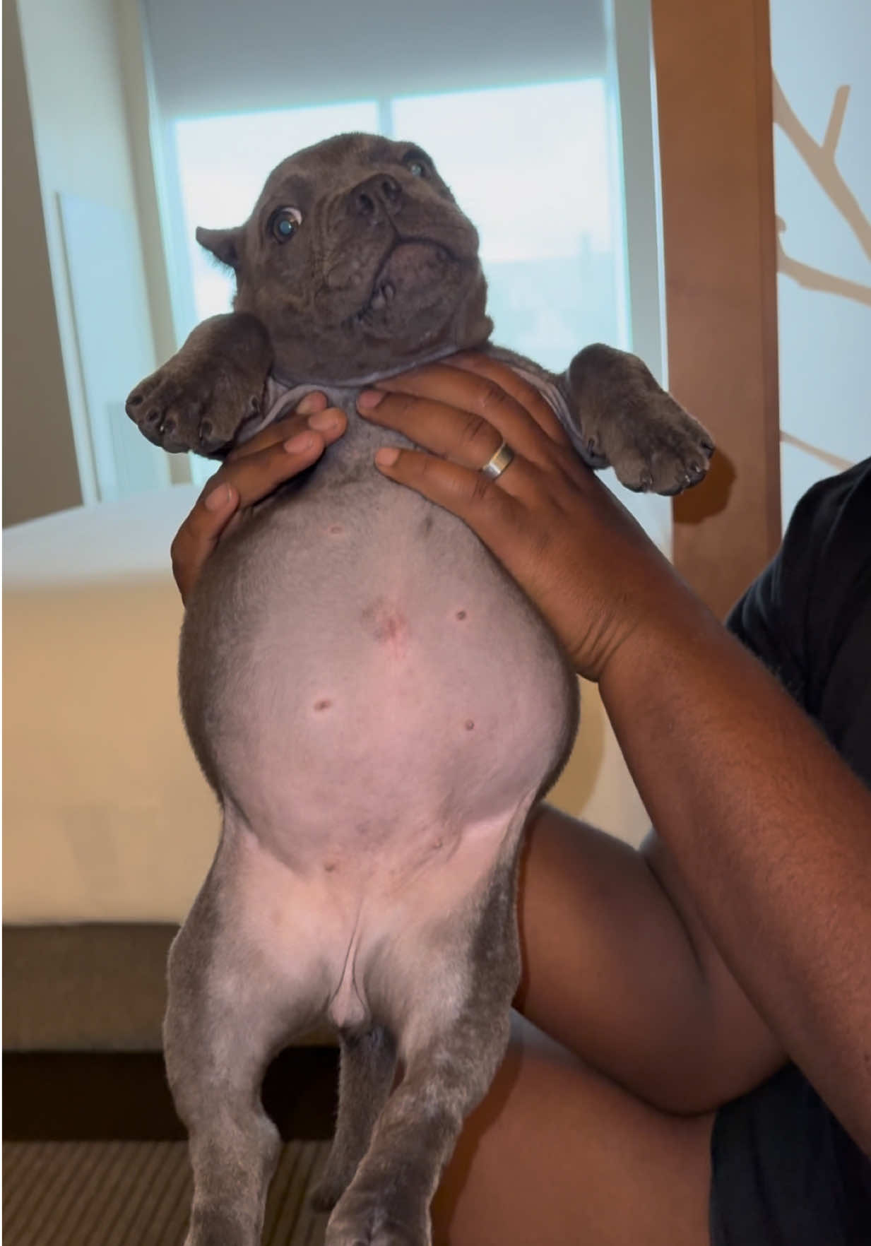 When your puppy drinks to much water 🤣🤣🤣 #americanbully #puppy #funnyvideos #fyp 