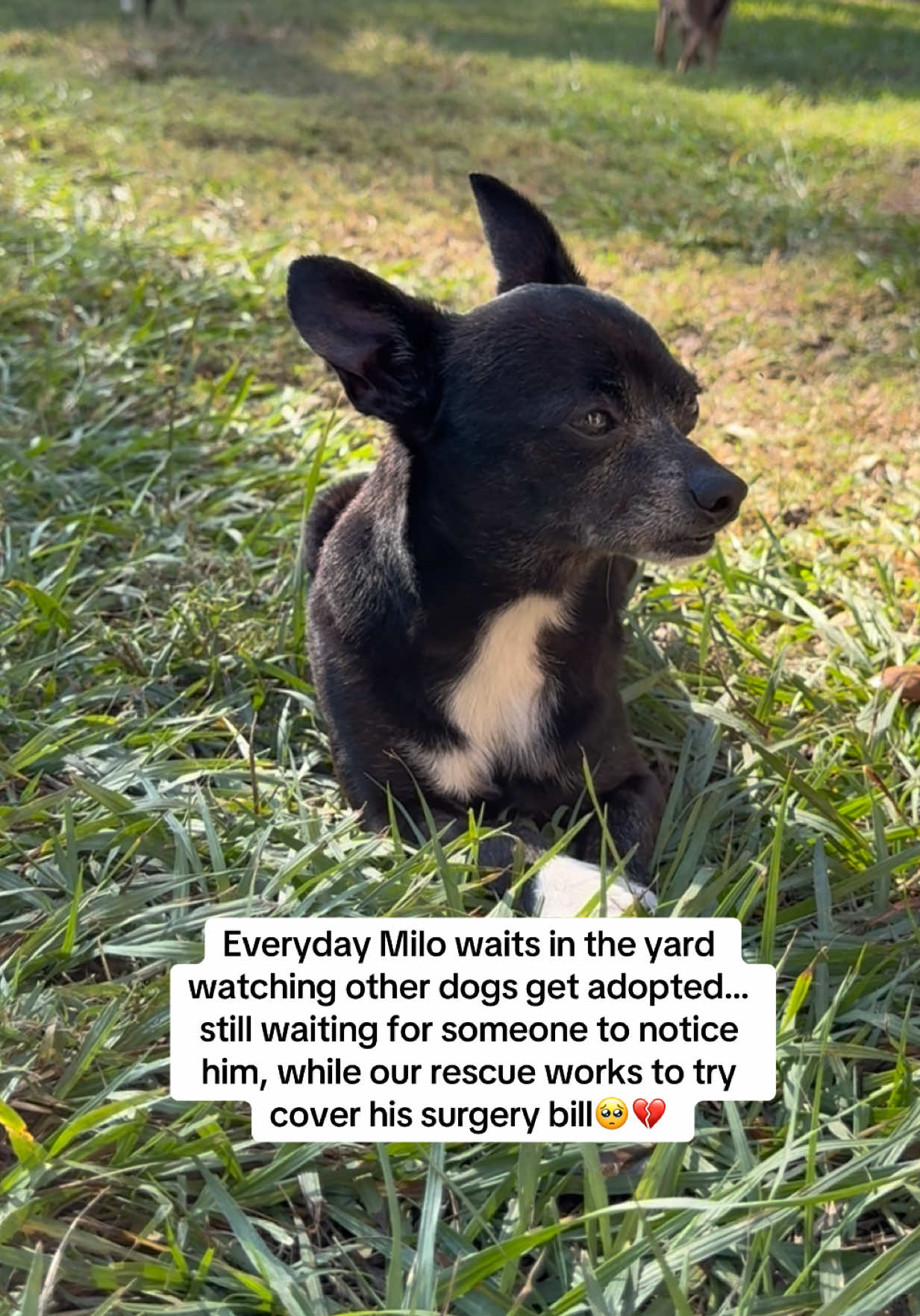Milo is one of those quiet souls who, despite his gentle heart, often goes unnoticed. Day after day he waits in the yard watching other dogs find their forever homes. He is shy but full of love and still hoping someone will notice him. Milo recently had a mass removed, a dental, and a neuter. Our rescue is still trying to raise the remaining $783.58 to cover his care. Even after everything he has been through, Milo’s spirit remains bright and he is ready for a new chapter with the right family! This sweet boy is fully vetted and just waiting for someone to see his incredible heart.  If you have ever thought about saving a dog who has quietly been overlooked Milo would love to be apart of your family! Or if you would like to help our rescue cover the rest of his care we have a link in bio to donate,🐾 #adoptme #seniordog #chihuahua #mix  