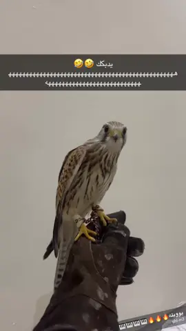 #حفرالباطن_الان🤣🤣