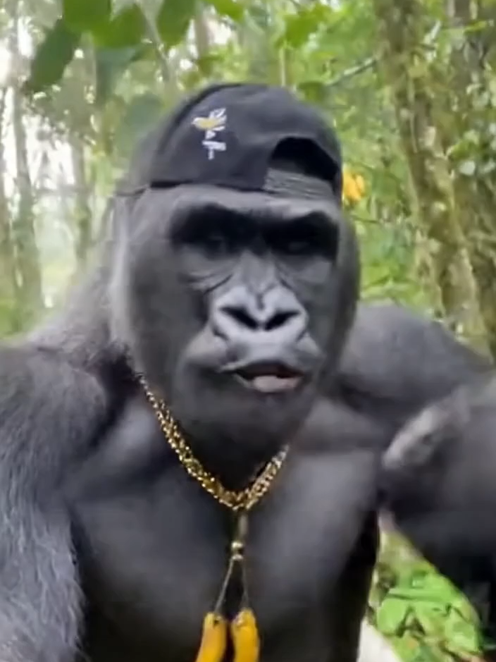 A pov selfie video of a gorilla in the jungle rapping about how much he loves banana