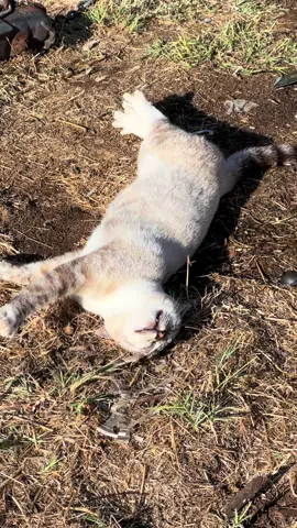 #gatitos #cute #soycreadordecontenido #gym 