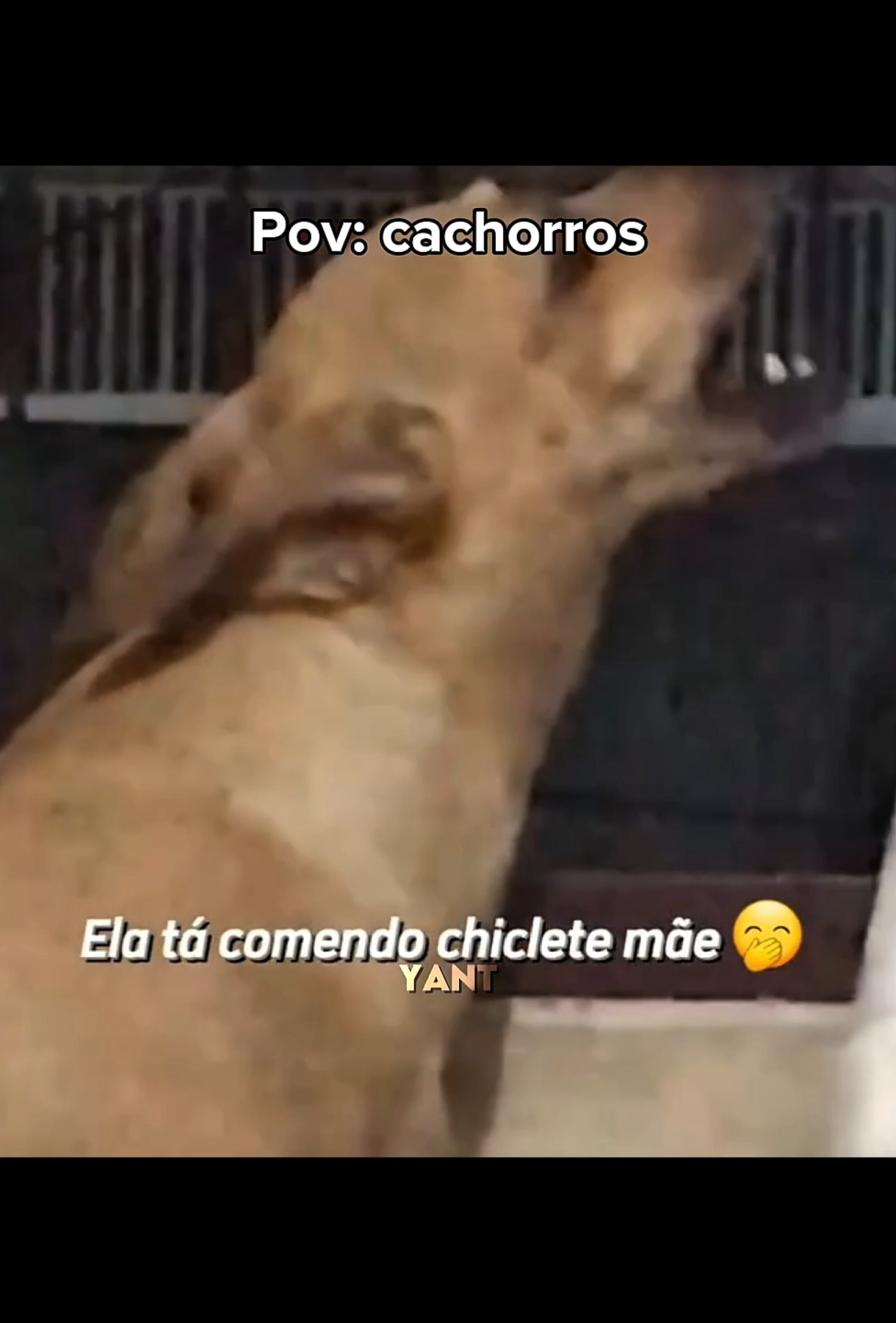 cachorros  #cachorros #memestiktok #fyp 
