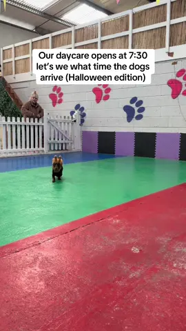 Who had the best costume? 🤣 if your dog has a costume drop a picture in the comments and we’ll rate it 🥰 #uk #doggydaycare #fyp #dogsoftiktok 