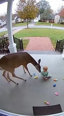 Deer took the baby and jumped ran out. #shorts #viral #reels 