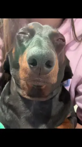 It’s hard staying awake when you’ve been putting in overtime at the frito factory. #dachshundsoftiktok #dachshund #fyp #dogsoftiktok 