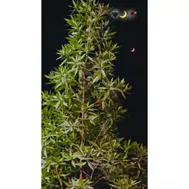 Part475/🖤🌙🥀✨🙂‍↕️” #virel_video #foryoupage #unfrezzmyaccount🙏 @TiktokPakistanOfficial #1millionaudition #ساڈا_پنجاب🍁🥀 