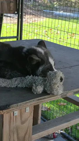 Someone order an extra lorge Bean roll? #fox #rescue #foxesjourney #Bean #beanroll