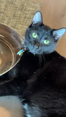 Lazy boy  #kitty #blackcat #silly 