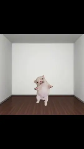 Sorry for the inactivity I promise to give you more videos jekejekej wuuwuwuwuw #sacrisidio #puppies #silly #pibble #fyp 