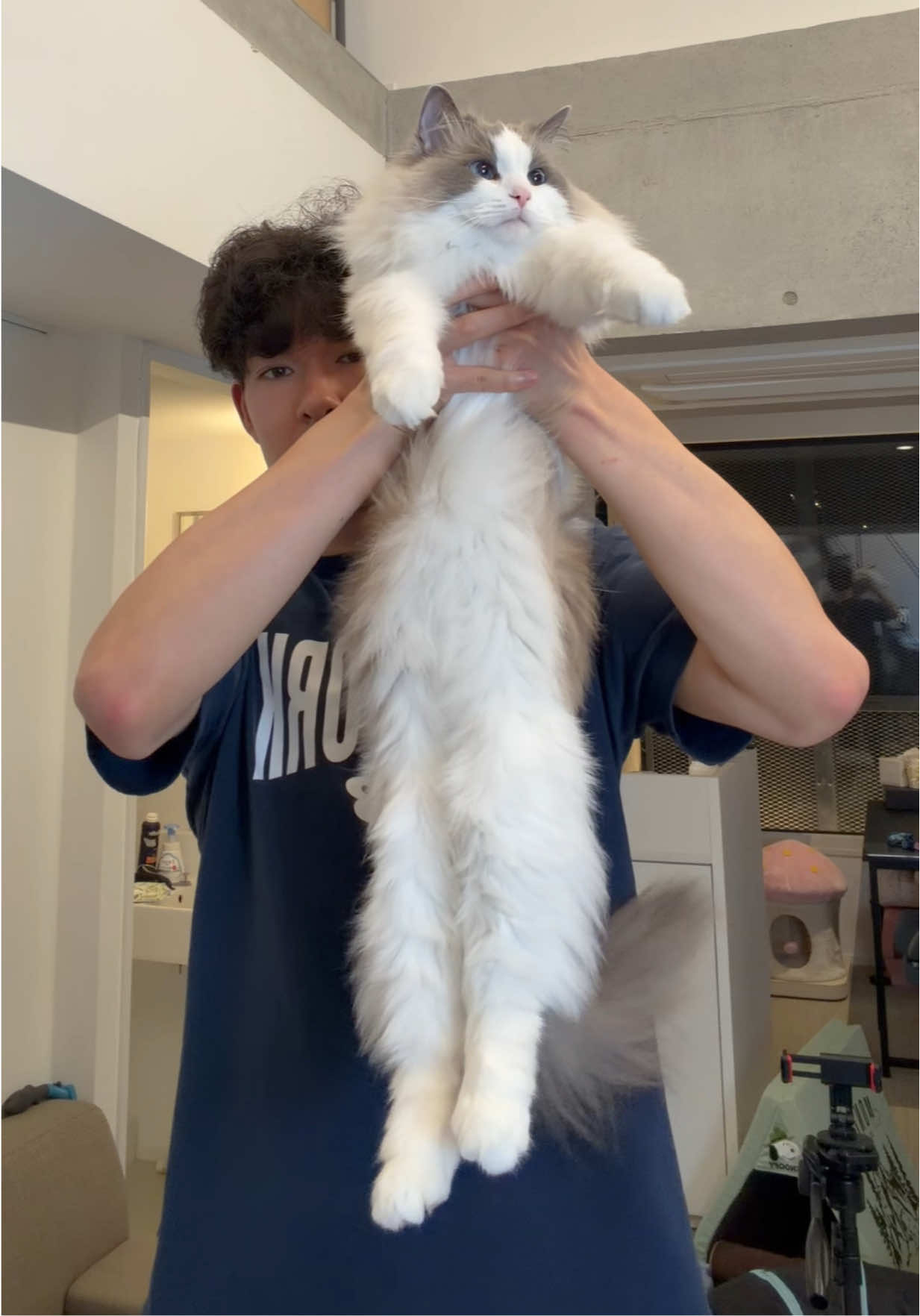 Mofu vs Stretching #fyp #cat #cutecat #ragdollcat #funnycat 