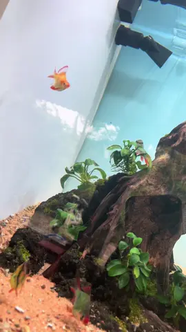 - 30k 🙂 cứ vậy cho có cảm giác đi bù cá  #xecanshort  #thuysinh   #hocathuysinh  #aquarium 