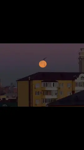 المرء لا تشقيه الا نفسه #بدون_موسيقى #حساب_بدون_موسيقى #withoutmusic #اغاني_بدون_موسيقى #شعر_بدون_موسيقى 