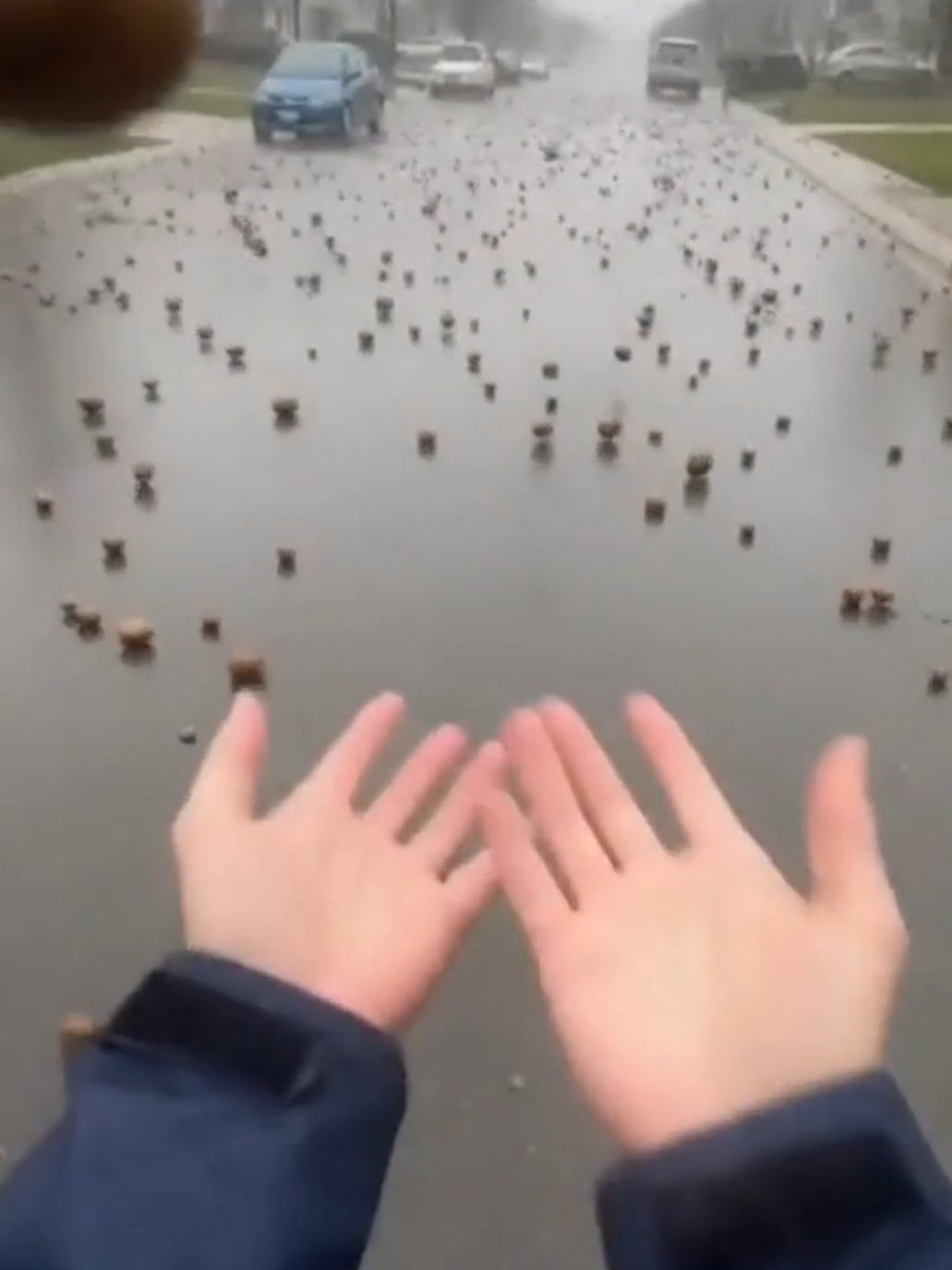 28.10.2025 Ohio USA  #weather #extremeweather #hailstorm #viralvideos #potato 