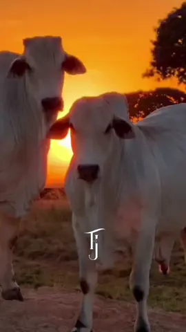 #Victorio vergara#tipicos panama#@musical content #🎶🎧🇵🇦😊🎧🔥🔥🔥