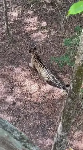 Homem espanta onça com gritos. Kkkk #animais #viral #onça 