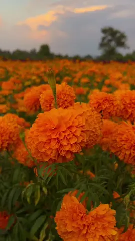 Que bonita es esta temporada y los campos de flor de cempasúchil 🧡🌼. #cempasúchil 