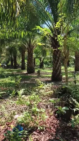 😂😂😂🤦🏻🤦🏻🐗🐗