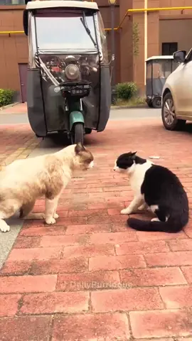 #cat #catsoftiktok #funnycats #catlover 