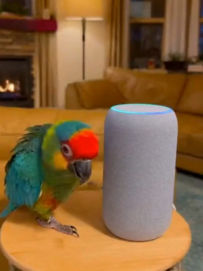Papagai Arguing With Alexa 😂🦜 #SmartHomeFail #ComedyPets #ComedyShort #SmartParrot #ViralShort #ParrotDrama #CuteAnimals #ComedyClip