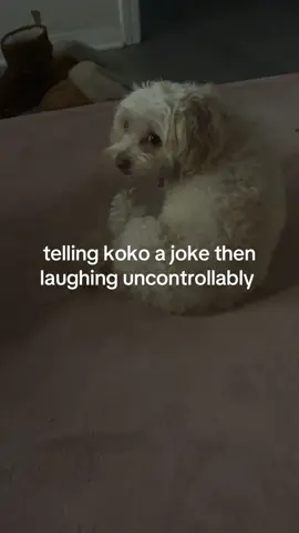 #fyp #foryou #trend #dog 