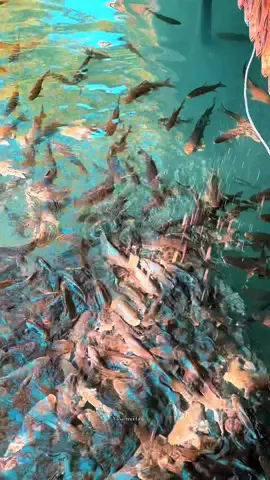 #şanlıurfa #şanlıurfabalıklıgöl #şanlıurfatiktokkeşfet #balikligölsanliurfa #balikligöl 